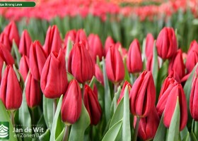 Tulipa Strong Love ® (3)